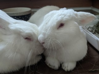 Ruby and Max 1