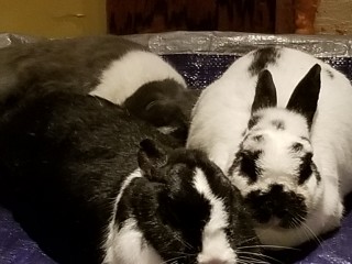 Binky and Kiwi (with Mango)