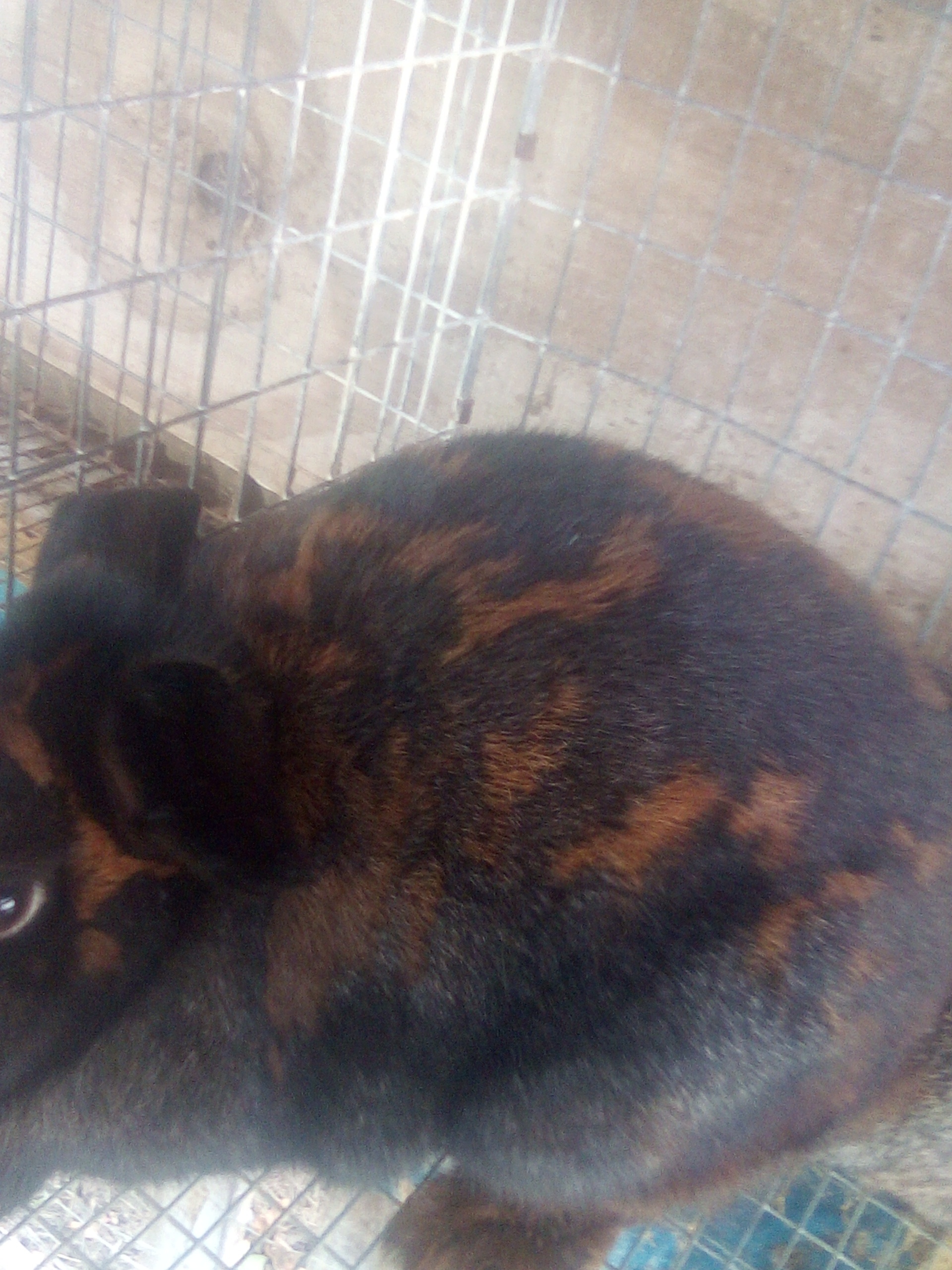 She is 1/2 Flemish giant and 1/2 checkered giant