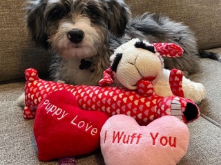 Dog Toys - MultiPet