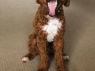Dog Toys - MultiPet
