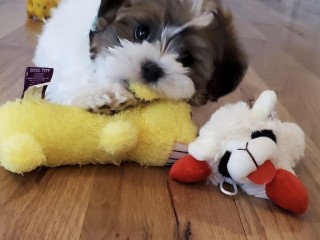 Pet News - MultiPet