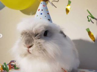 birthdaybun