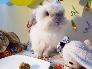 birthdaybun2