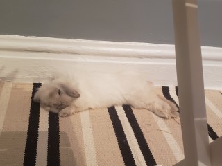 sleepysourdough-cropped