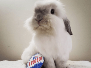 sourdough-vote