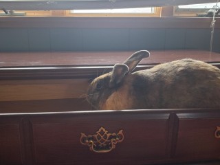 bun