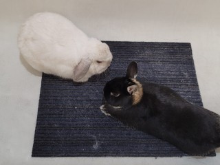 Mochi and Snowy