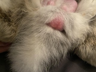 swollen needs vet
