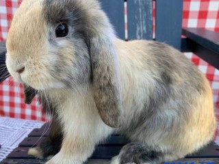 lop