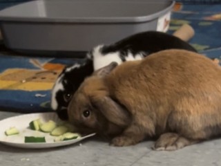 bunbunseat