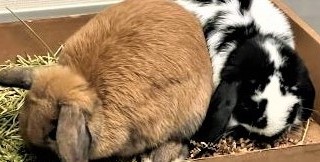 bunbunz