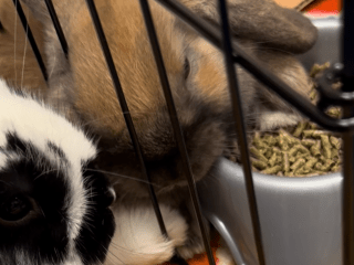bunnies