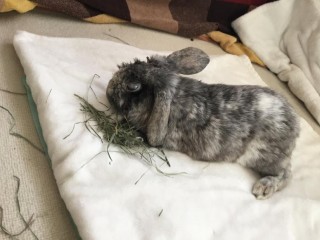sweet boy