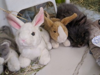 Teddy and the buns copy