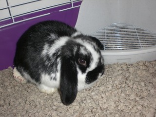 babyoreo